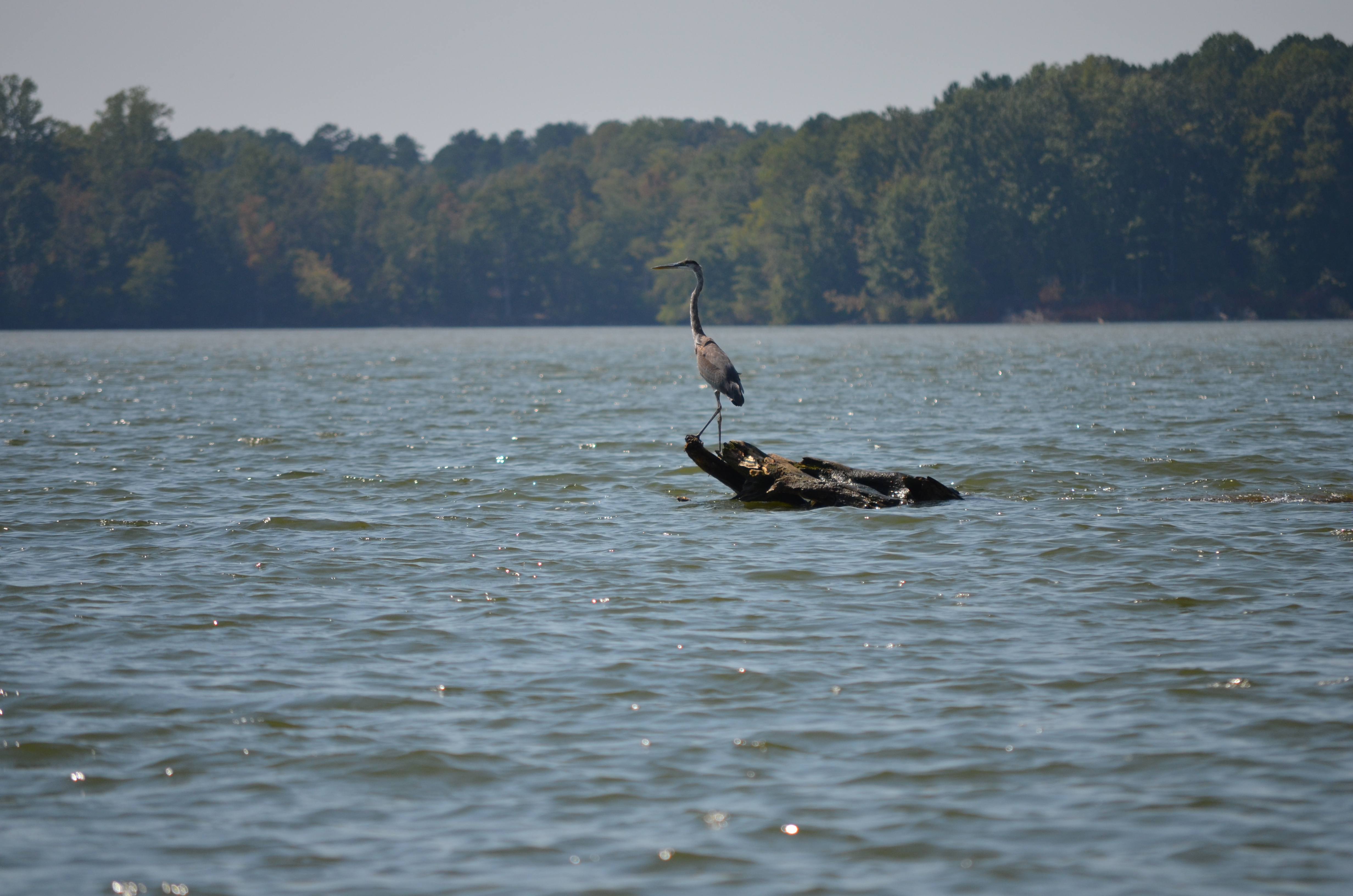 ./2012/Grape Stomp/DSC_0309.JPG